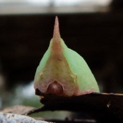 Pseudanapaea (genus) at Borough, NSW - suppressed