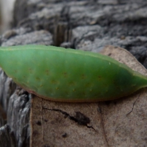 Pseudanapaea (genus) at Borough, NSW - suppressed