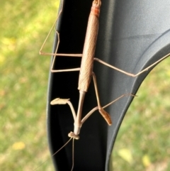 Archimantis latistyla at New Mapoon, QLD - 30 Jul 2024 by lbradley