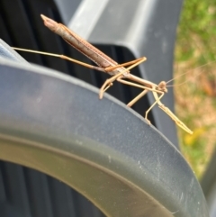 Archimantis latistyla at New Mapoon, QLD - 30 Jul 2024 05:03 PM