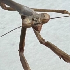 Archimantis latistyla at New Mapoon, QLD - 30 Jul 2024 05:03 PM