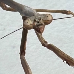 Archimantis latistyla at New Mapoon, QLD - 30 Jul 2024 05:03 PM