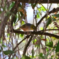 Zosterops lateralis (Silvereye) at East Wagga Wagga, NSW - 23 Feb 2022 by MB