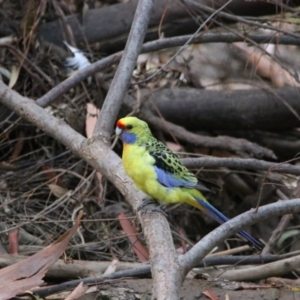 Platycercus elegans flaveolus at Wagga Wagga, NSW - 23 Feb 2022