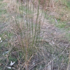 Cytisus scoparius subsp. scoparius (Scotch Broom, Broom, English Broom) at Hackett, ACT - 30 Jul 2024 by JenniM