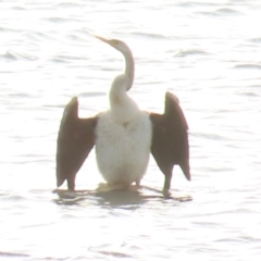 Anhinga novaehollandiae (Australasian Darter) at Seisia, QLD - 30 Jul 2024 by lbradley