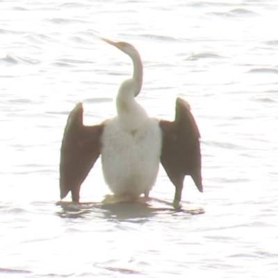 Anhinga novaehollandiae (Australasian Darter) at Seisia, QLD - 30 Jul 2024 by lbradley