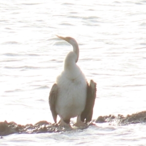 Anhinga novaehollandiae at Seisia, QLD - 30 Jul 2024 05:39 PM