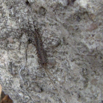 Scutigeridae (family) (A scutigerid centipede) at Borough, NSW - 30 Jul 2024 by Paul4K