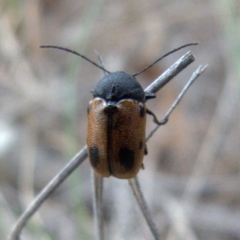 Cadmus (Cadmus) litigiosus (Leaf beetle) at Borough, NSW - 30 Jul 2024 by Paul4K