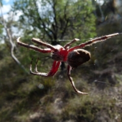 Unverified Orb-weaving spider (several families) by Paul4K