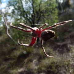 Unidentified Orb-weaving spider (several families) at Borough, NSW - 8 Apr 2018 by Paul4K