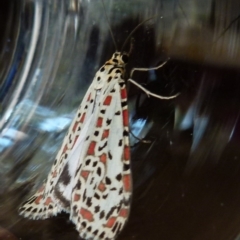 Utetheisa pulchelloides (Heliotrope Moth) at Borough, NSW - 9 Apr 2018 by Paul4K