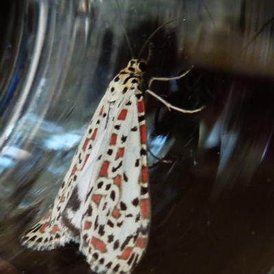 Utetheisa pulchelloides (Heliotrope Moth) at Borough, NSW - 9 Apr 2018 by Paul4K