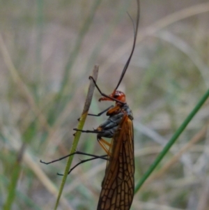 Chorista australis at Borough, NSW - suppressed