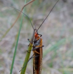 Chorista australis at Borough, NSW - suppressed