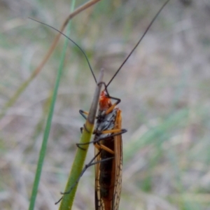 Chorista australis at Borough, NSW - suppressed