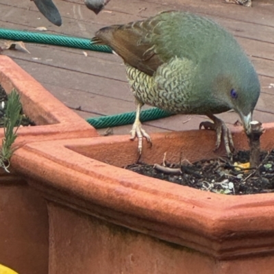 Ptilonorhynchus violaceus (Satin Bowerbird) at Waramanga, ACT - 19 Jul 2024 by vhowe