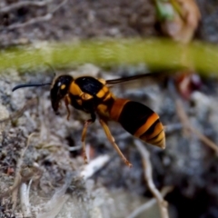 Unidentified Potter wasp (Vespidae, Eumeninae) at Lake Cathie, NSW - 27 Nov 2023 by KorinneM