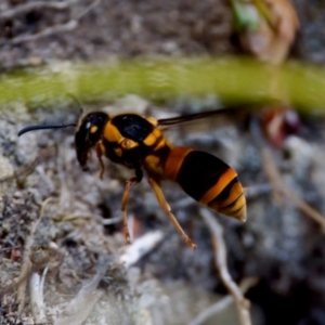 Eumeninae (subfamily) at Lake Cathie, NSW - 27 Nov 2023 02:19 PM