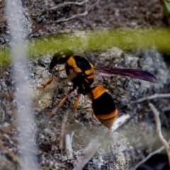 Eumeninae (subfamily) at Lake Cathie, NSW - 27 Nov 2023 02:19 PM