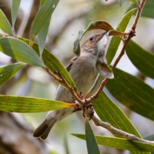 Myzomela sanguinolenta at Lake Cathie, NSW - 27 Nov 2023