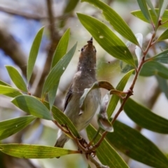 Myzomela sanguinolenta at Lake Cathie, NSW - 27 Nov 2023