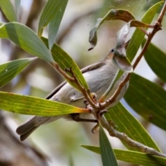 Myzomela sanguinolenta at Lake Cathie, NSW - 27 Nov 2023