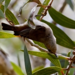 Myzomela sanguinolenta at Lake Cathie, NSW - 27 Nov 2023