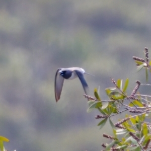 Artamus leucorynchus at Lake Innes, NSW - 27 Nov 2023