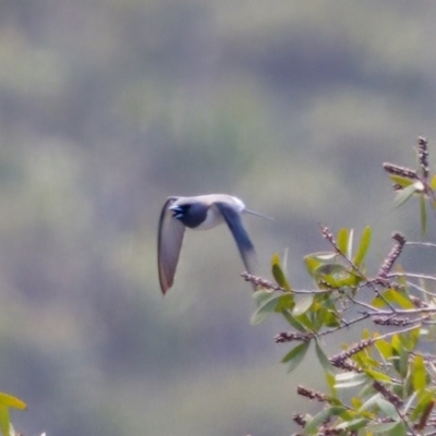 Artamus leucorynchus (White-breasted Woodswallow) at Lake Innes, NSW - 27 Nov 2023 by KorinneM