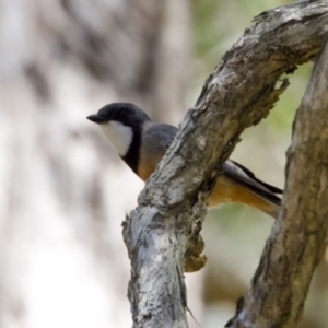 Pachycephala rufiventris at Lake Cathie, NSW - 27 Nov 2023