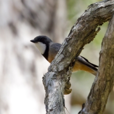 Pachycephala rufiventris (Rufous Whistler) at Lake Cathie, NSW - 27 Nov 2023 by KorinneM