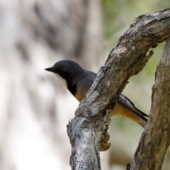 Pachycephala rufiventris at Lake Cathie, NSW - 27 Nov 2023