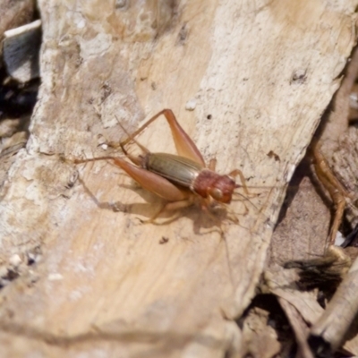 Trigonidium sp. (genus) at Lake Cathie, NSW - 27 Nov 2023 by KorinneM