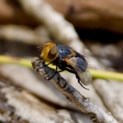 Chaetophthalmus sp. (genus) (A bristle fly) at Lake Cathie, NSW - 27 Nov 2023 by KorinneM