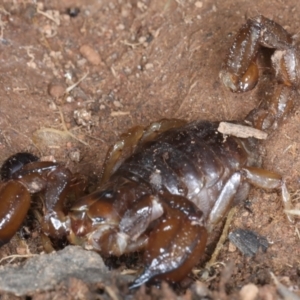 Urodacus manicatus at Hackett, ACT - 30 Jul 2024 02:25 PM