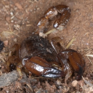 Urodacus manicatus at Hackett, ACT - 30 Jul 2024 02:25 PM