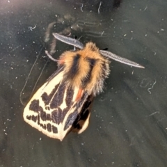 Ardices curvata (Crimson Tiger Moth) at Port Macquarie, NSW - 30 Jul 2024 by alexandria1994