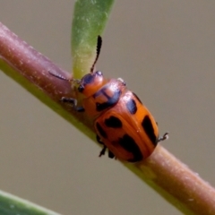 Calomela crassicornis (I-Mark Leaf Beetle) at Lake Innes, NSW - 27 Nov 2023 by KorinneM