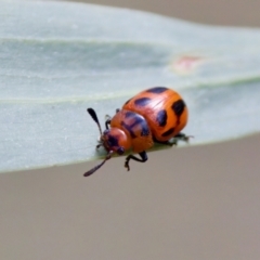 Calomela crassicornis at Lake Innes, NSW - 27 Nov 2023 02:52 PM