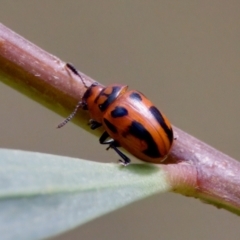 Calomela crassicornis at Lake Innes, NSW - 27 Nov 2023 02:52 PM