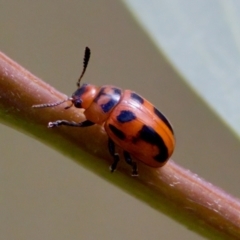 Calomela crassicornis at Lake Innes, NSW - 27 Nov 2023 02:52 PM