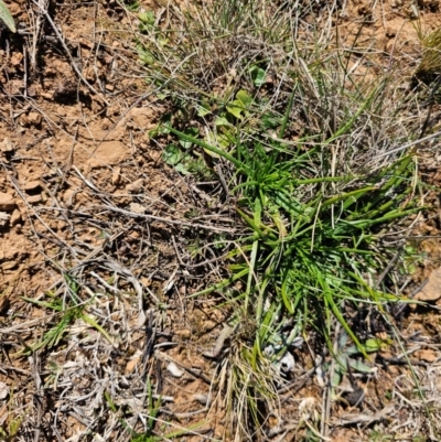 Eryngium ovinum (Blue Devil) at Fyshwick, ACT - 30 Jul 2024 by Jiggy