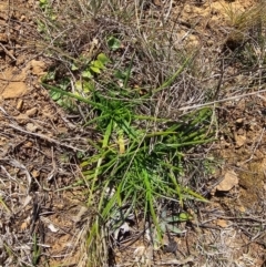 Eryngium ovinum at Fyshwick, ACT - 30 Jul 2024