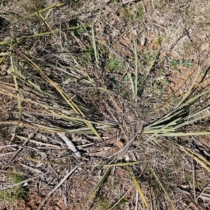 Lomandra multiflora at Fyshwick, ACT - 30 Jul 2024 01:14 PM