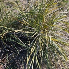 Lomandra multiflora at Fyshwick, ACT - 30 Jul 2024 01:14 PM