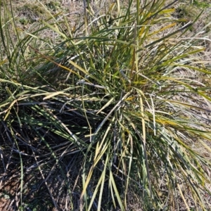 Lomandra multiflora at Fyshwick, ACT - 30 Jul 2024 01:14 PM