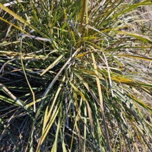 Lomandra multiflora at Fyshwick, ACT - 30 Jul 2024 01:14 PM