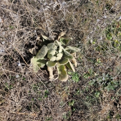 Verbascum thapsus subsp. thapsus (Great Mullein, Aaron's Rod) at Fyshwick, ACT - 30 Jul 2024 by Jiggy